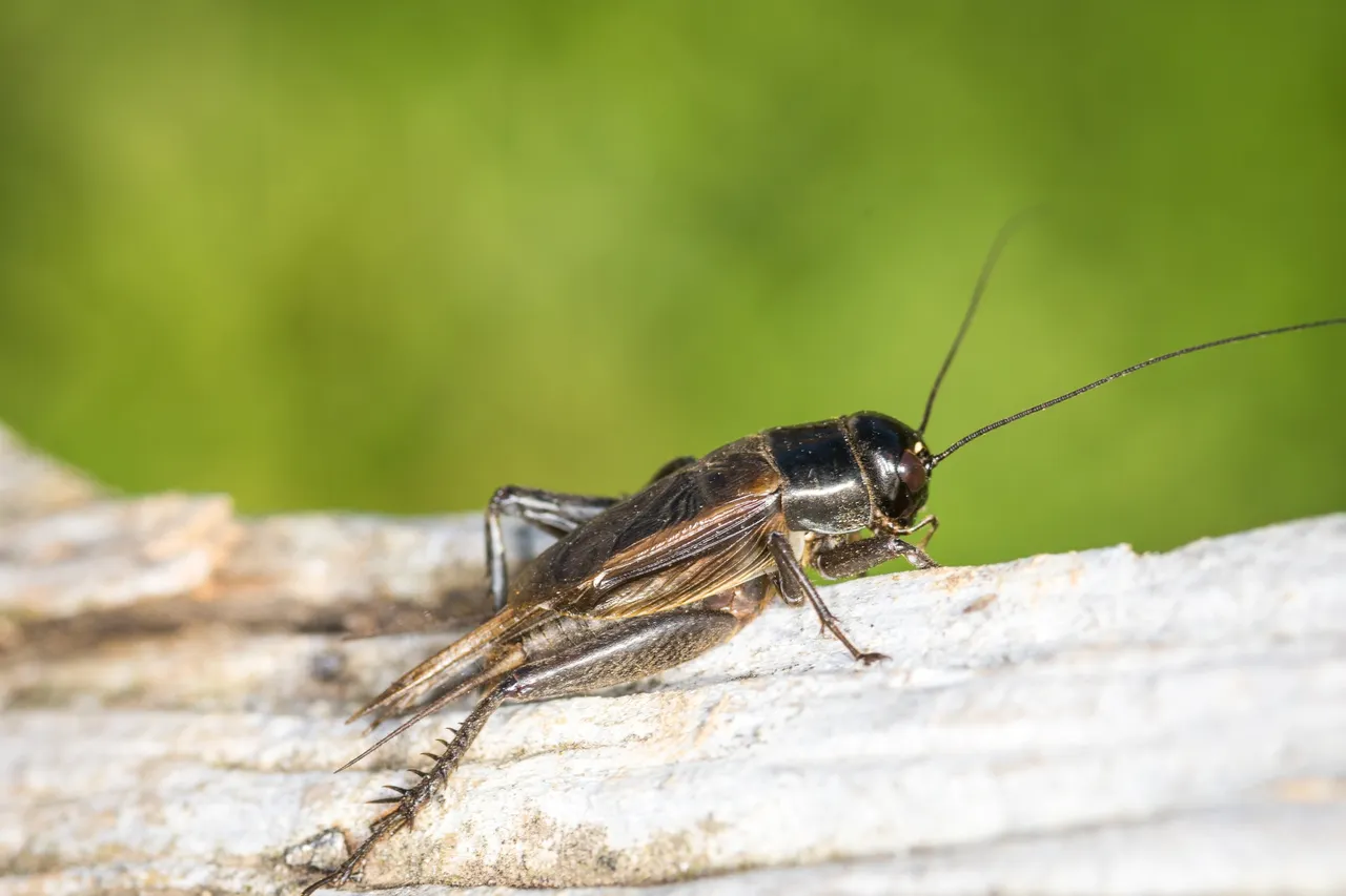 Guide to Arizona Crickets and Pest Control Solutions