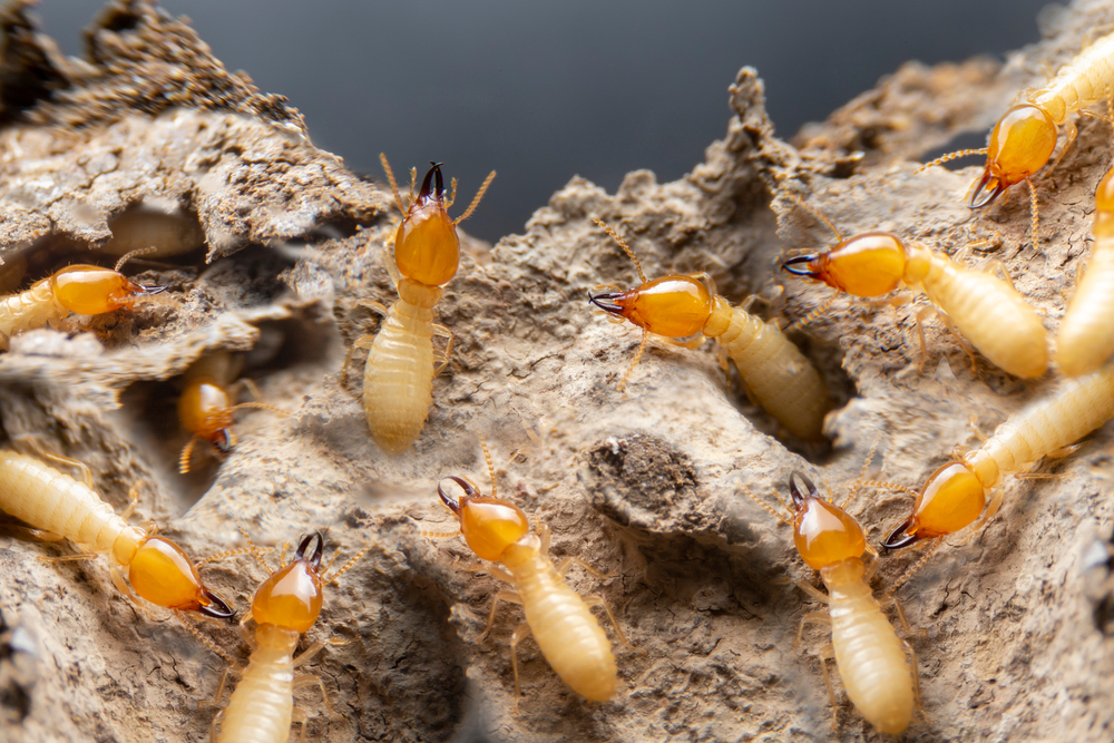 Subterranean Termites in Arizona: Signs, Damage & Treatment