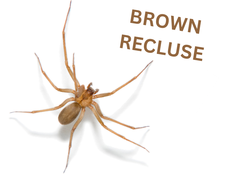 Brown Recluse Spider