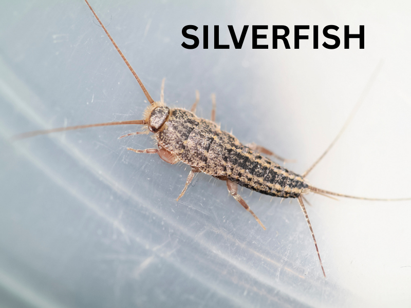 Silverfish