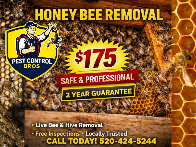 Wasp & Bee Removal